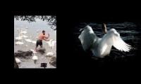 swan lake but with actual swans