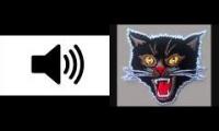 cat fart cat fart cat fart