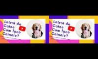 Latrat de caine si sunete caini