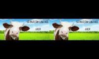 cum face vaca - sunete de vaca