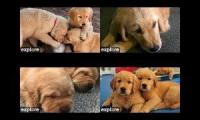 LIVESTREAM PUPPY CAMS