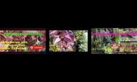 Thumbnail of BK Cannel, BK Cannel, BK cannel