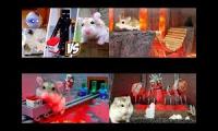 Major Hamster quadparsion