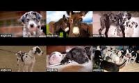 Great Danes Ipswitch