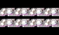 KUCING TELON COMEL || SORE HARI BERSAMA CIKAL SI KUCING TELON COMEL