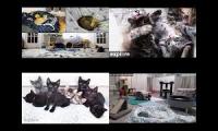 Kitten Academy, Kitten Rescue Sanctuary, Tiny Kittens, Kitkat Playroom