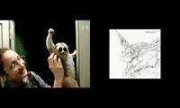 Victory of the Slow Loris