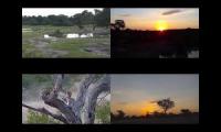 Thumbnail of WILDLIFE-WATCH-WEBCAMS