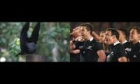 Mashup of a riflebird mating dance and a haka by the All Blacks