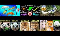 Animal Bright Side videos 6