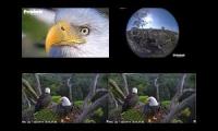 Youtube videos of eaglets in Florida