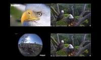 Youtube videos of eaglets in Florida