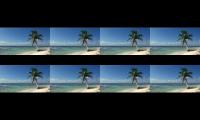 Relaxing Video of A Tropical Beach with Blue Sky White Sand and Palm Tree1