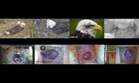 birdsnestinglivestream1