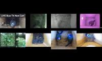 birdsnestinglivestream12