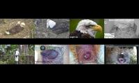 birdsnestinglivestream1