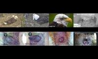 birdsnestinglivestream1