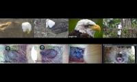 birdsnestinglivestream1