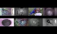 birdsnestinglivestream10