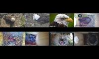 birdsnestinglivestream1