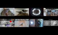 Thumbnail of birdsnestinglivestream8