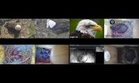 birdsnestinglivestream1