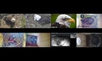 birdsnestinglivestream1