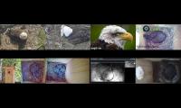 birdsnestinglivestream1