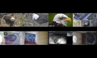 birdsnestinglivestream1