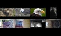 birdsnestinglivestream1