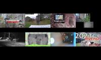 birdsnestinglivestream35