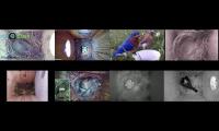 birdsnestinglivestream10
