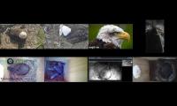 birdsnestinglivestream1