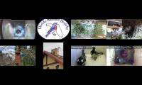 birdsnestinglivestream9