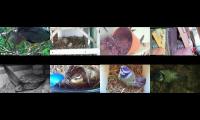 birdsnestinglivestream36