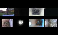 birdsnestinglivestream35