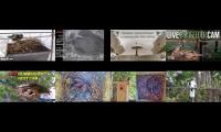 birdsnestinglivestream29