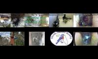 birdsnestinglivestream9