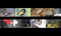 birdsnestinglivestream37