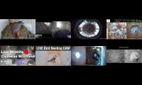 birdsnestinglivestream8