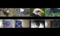 birdsnestinglivestream1