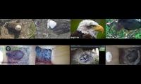 birdsnestinglivestream1