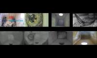 birdsnestinglivestream38