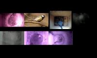 birdsnestinglivestream30