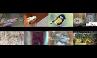 Thumbnail of birdsnestinglivestream37