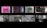 birdsnestinglivestream31
