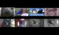 Thumbnail of birdsnestinglivestream10