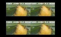 Jambu biji merah super jumbo