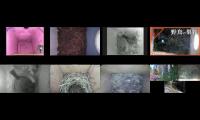 birdsnestinglivestream31