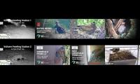 birdsnestinglivestream34